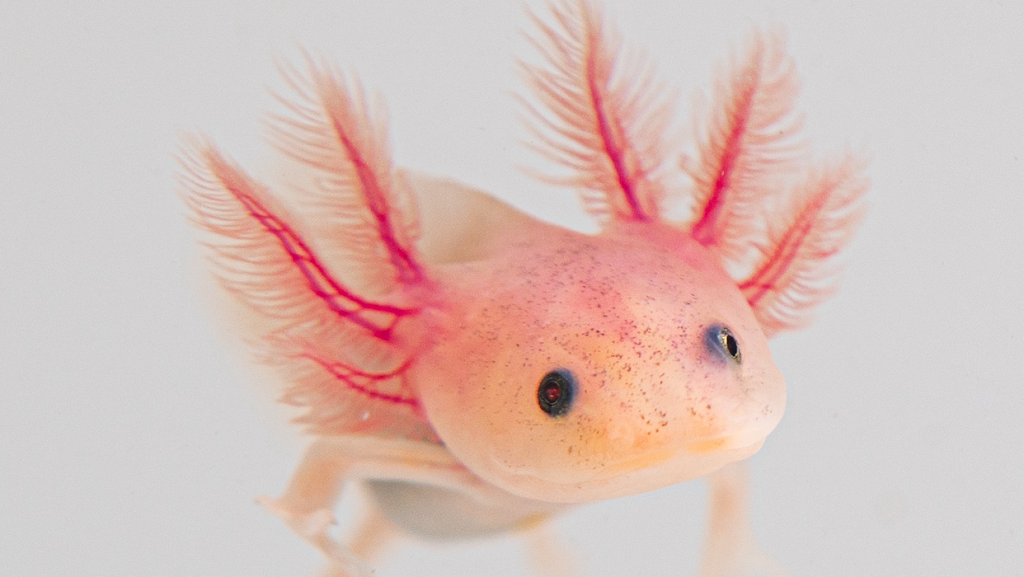 Axolotl Planet | 1805 Royal Ln #104, Dallas, TX 75229, United States | Phone: (214) 679-4013