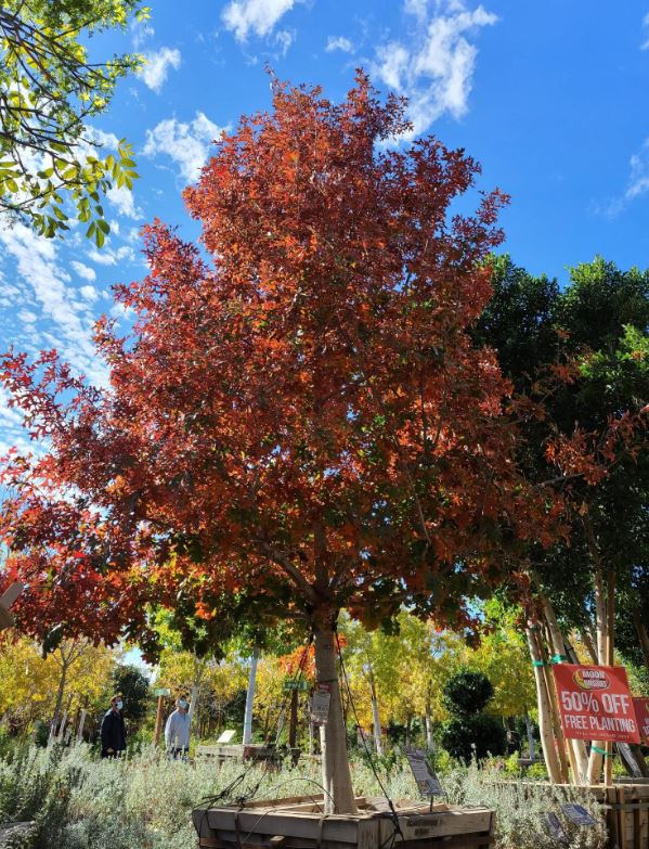 Moon Valley Nurseries | 520 Rucker Ave, Gilroy, CA 95020 | Phone: (408) 809-0458