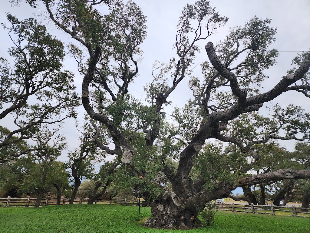 The Big Tree | 1622 12th St, Rockport, TX 78382, USA | Phone: (361) 729-2858