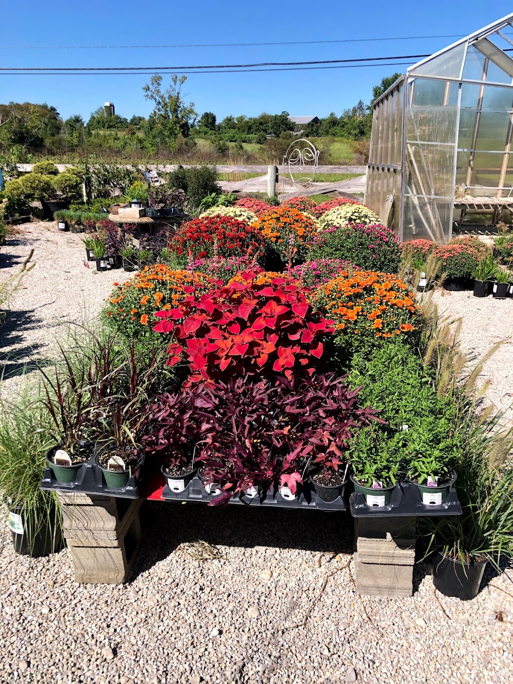 Carbajals Garden Center | 1655 Harrodsburg Rd, Lawrenceburg, KY 40342, USA | Phone: (859) 312-9142