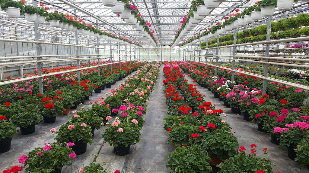 Gaeta Farms and Greenhouses | 174 Mud St W, Grassie, ON L0R 1M0, Canada | Phone: (905) 309-6263