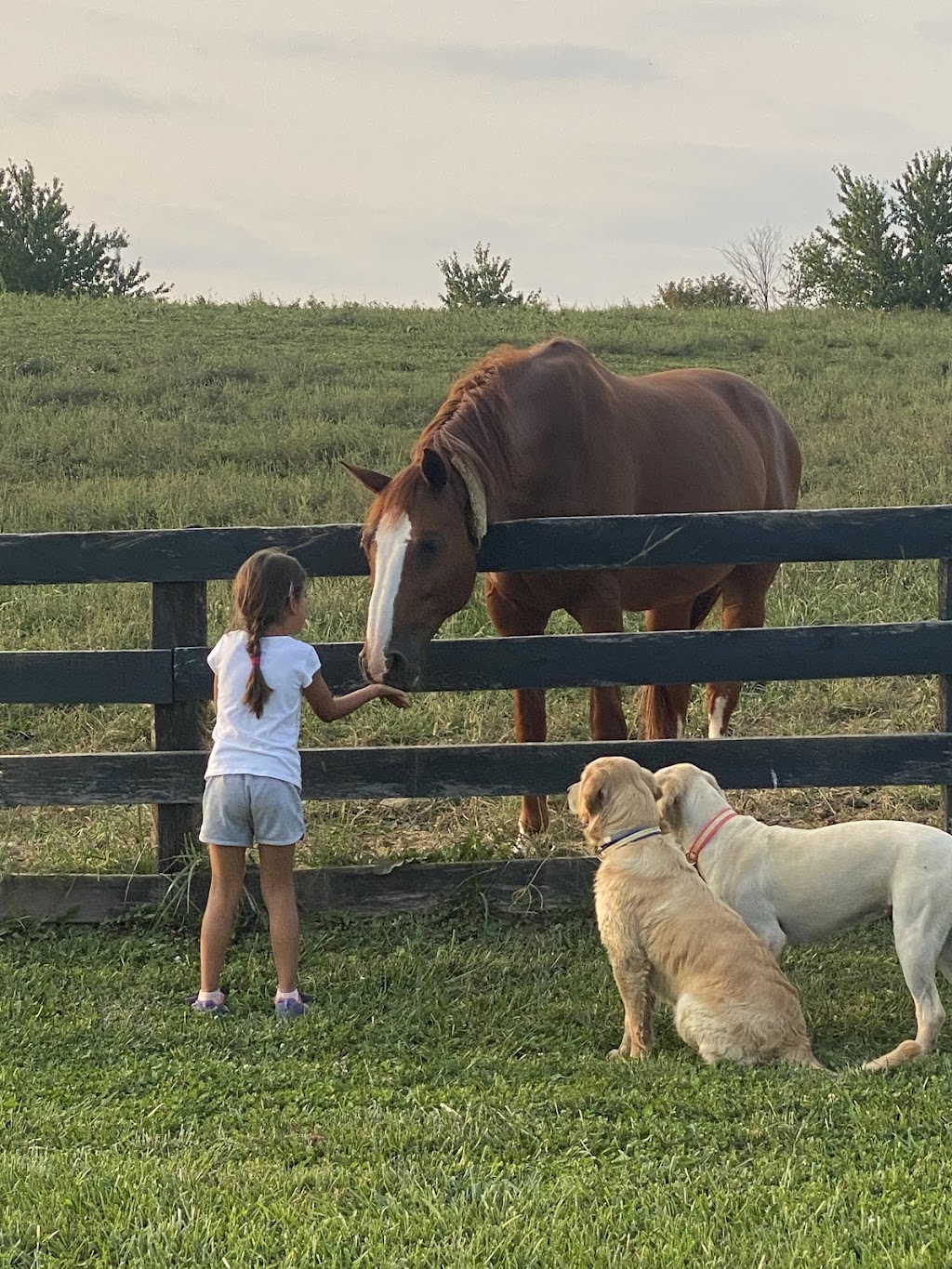 Idlebrook Farm LLC | 2073 Clarkston Ln, Union, KY 41091 | Phone: (859) 803-9950