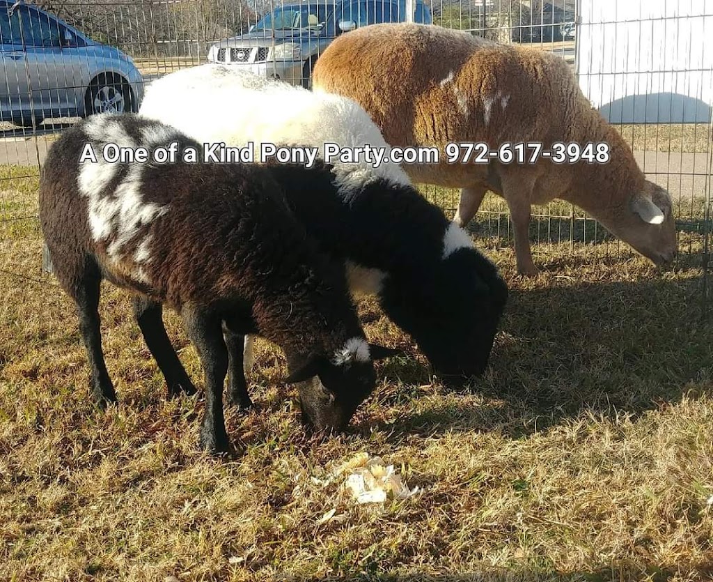 A One of a Kind Petting Zoo | 416 Pritchett Rd, Red Oak, TX 75154, USA | Phone: (972) 617-3948