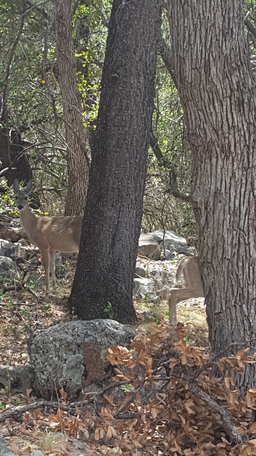 Proctor Parking and Trailhead | S Madera Canyon Rd, Amado, AZ 85645, USA | Phone: (623) 209-4920