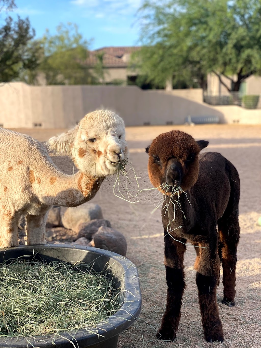 Cactus Hills Alpaca Farm | 40406 N 6th Ave, Phoenix, AZ 85086, USA | Phone: (503) 997-8120