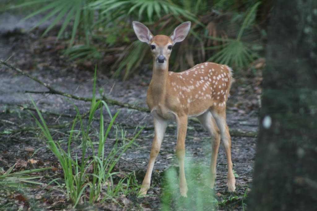 Brooker Creek Preserve & Environmental Education Center | 3940 Keystone Rd, Tarpon Springs, FL 34688, USA | Phone: (727) 453-6800