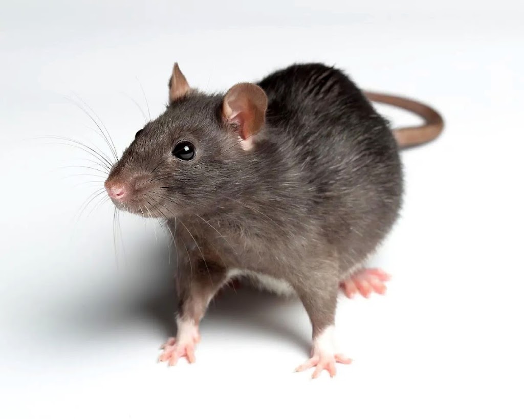 Command Pest Control | 2195 N Andrews Ave #11, Pompano Beach, FL 33069 | Phone: (954) 943-0008