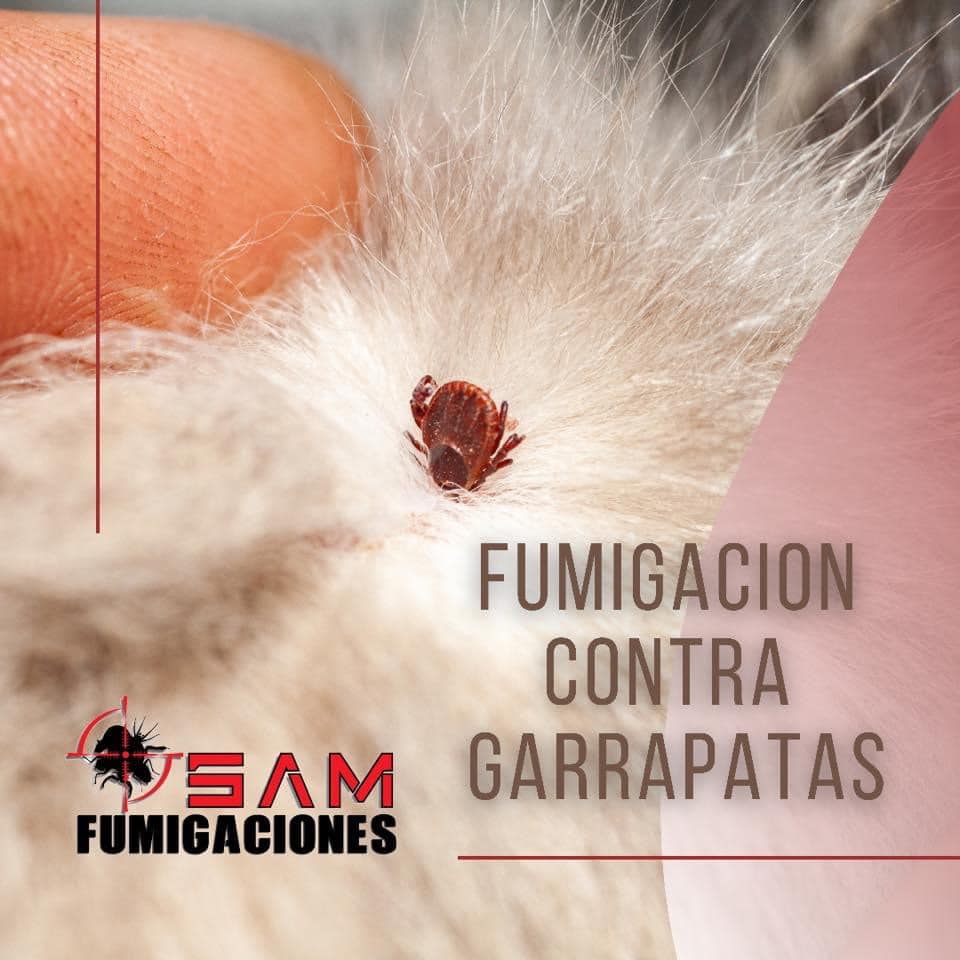 Sam Fumigaciones | C. Madrid 130, Fraccionamiento Andalucía, 21432 Tecate, B.C., Mexico | Phone: 665 845 9460