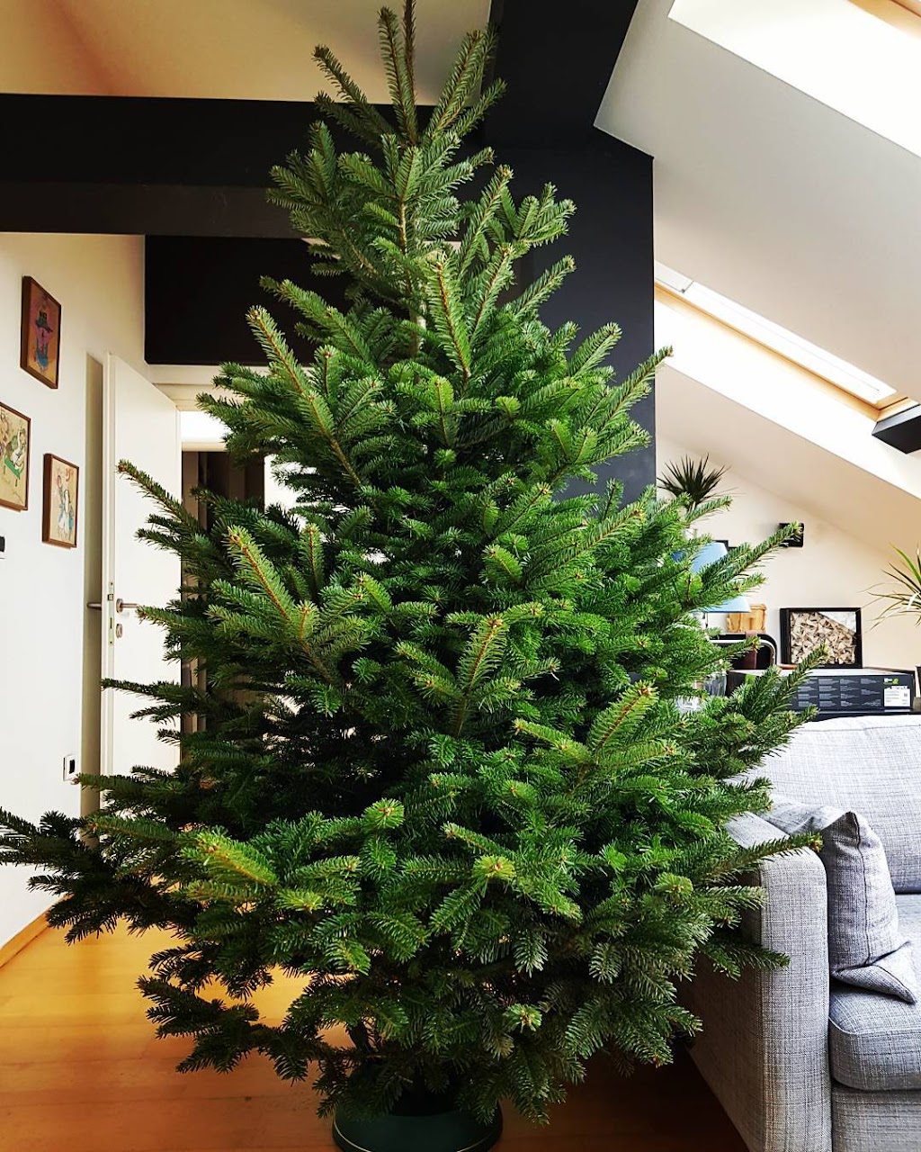 valley view christmas trees | 3165 E Guadalupe Rd, Gilbert, AZ 85234, USA | Phone: (480) 269-4864