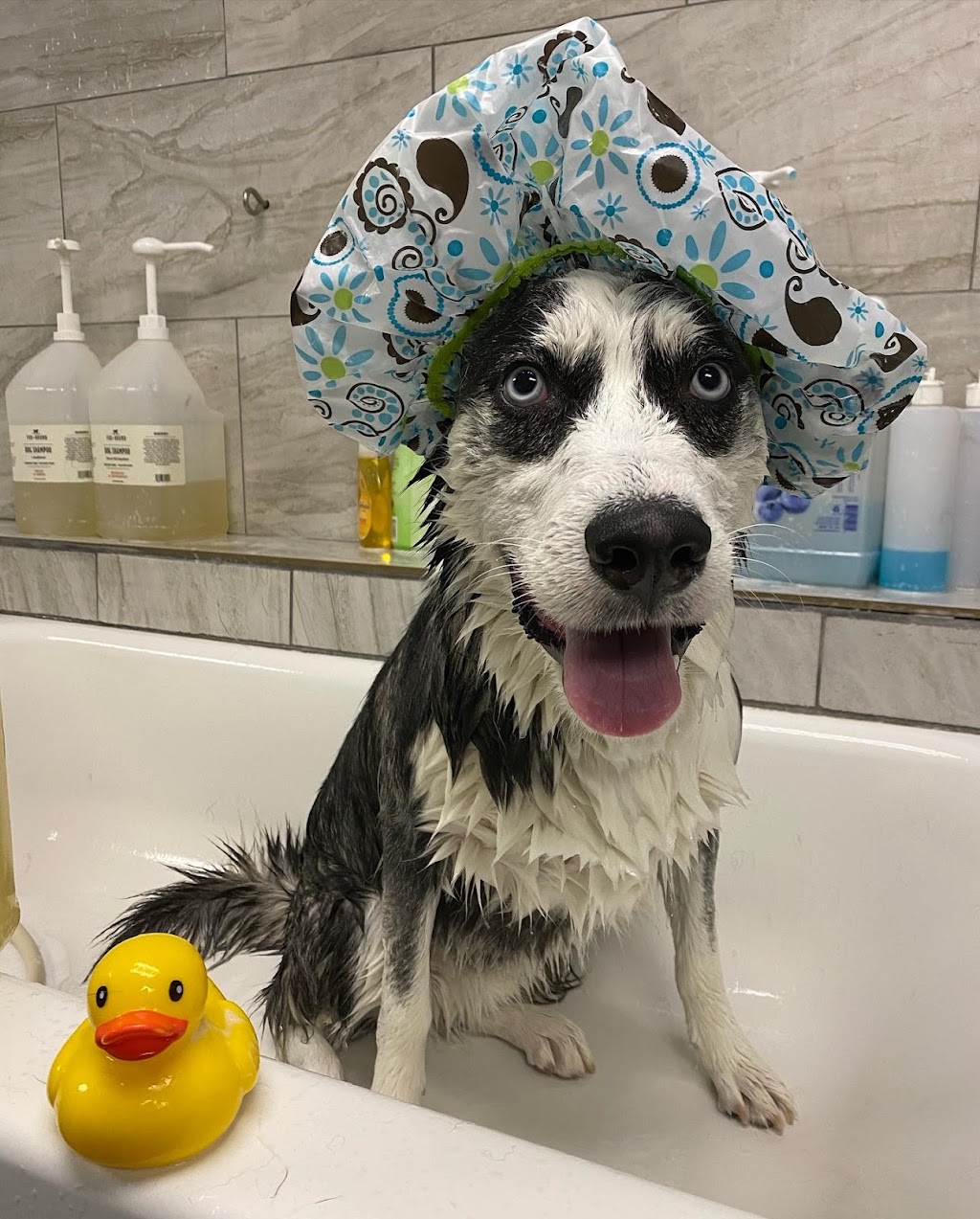 Ohana Dog Spa | 3342 Tyrone Blvd N, St. Petersburg, FL 33710, USA | Phone: (727) 331-3524