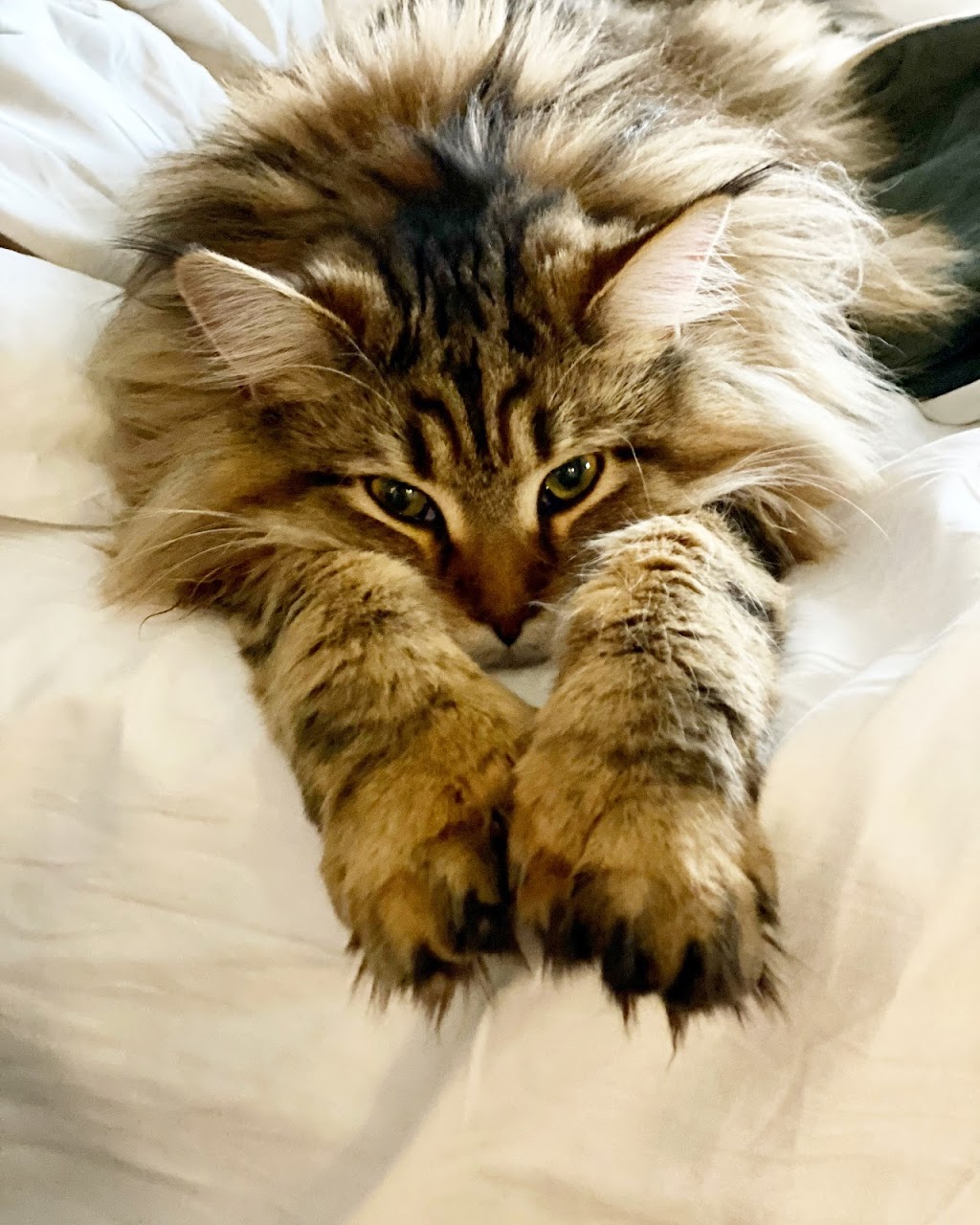 Posh Maine Coons | 6336 Baker Ln, Alvarado, TX 76009, USA | Phone: (817) 715-8185