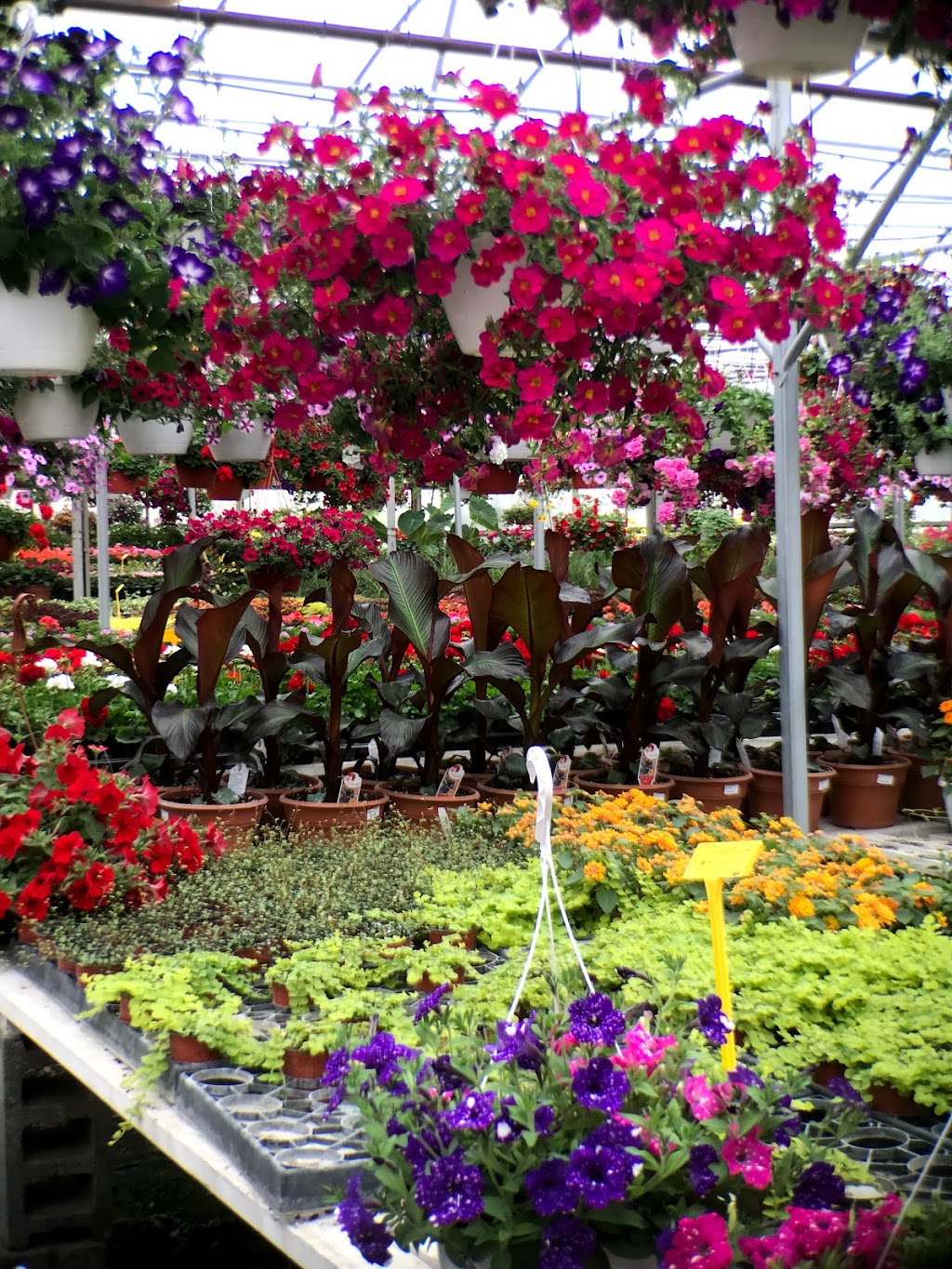 Sunshine Plants | 1240 Bogie Lake Rd, White Lake Charter Township, MI 48383 | Phone: (248) 887-3893