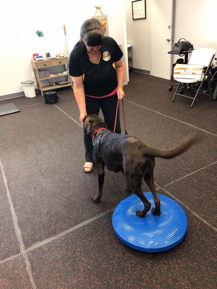 Steel City Canine Rehabilitation & Sports Medicine | 998 Perry Hwy, Pittsburgh, PA 15237 | Phone: (412) 837-2047