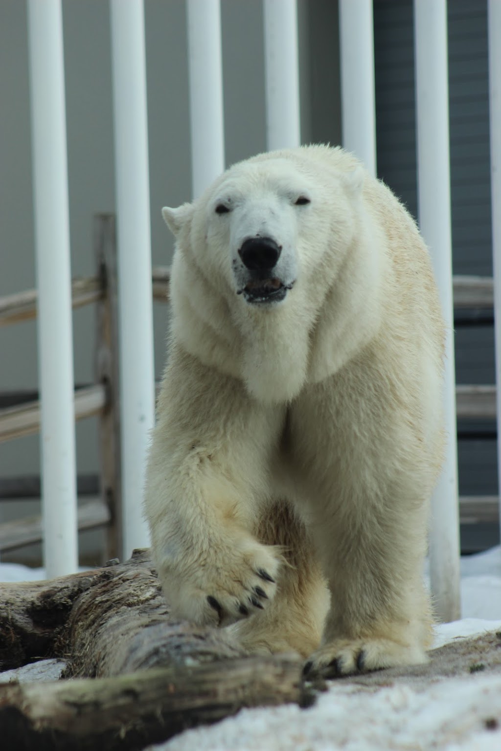 Polar Bear Exhibit | 4731 OMalley Rd, Anchorage, AK 99507, USA | Phone: (907) 346-2133