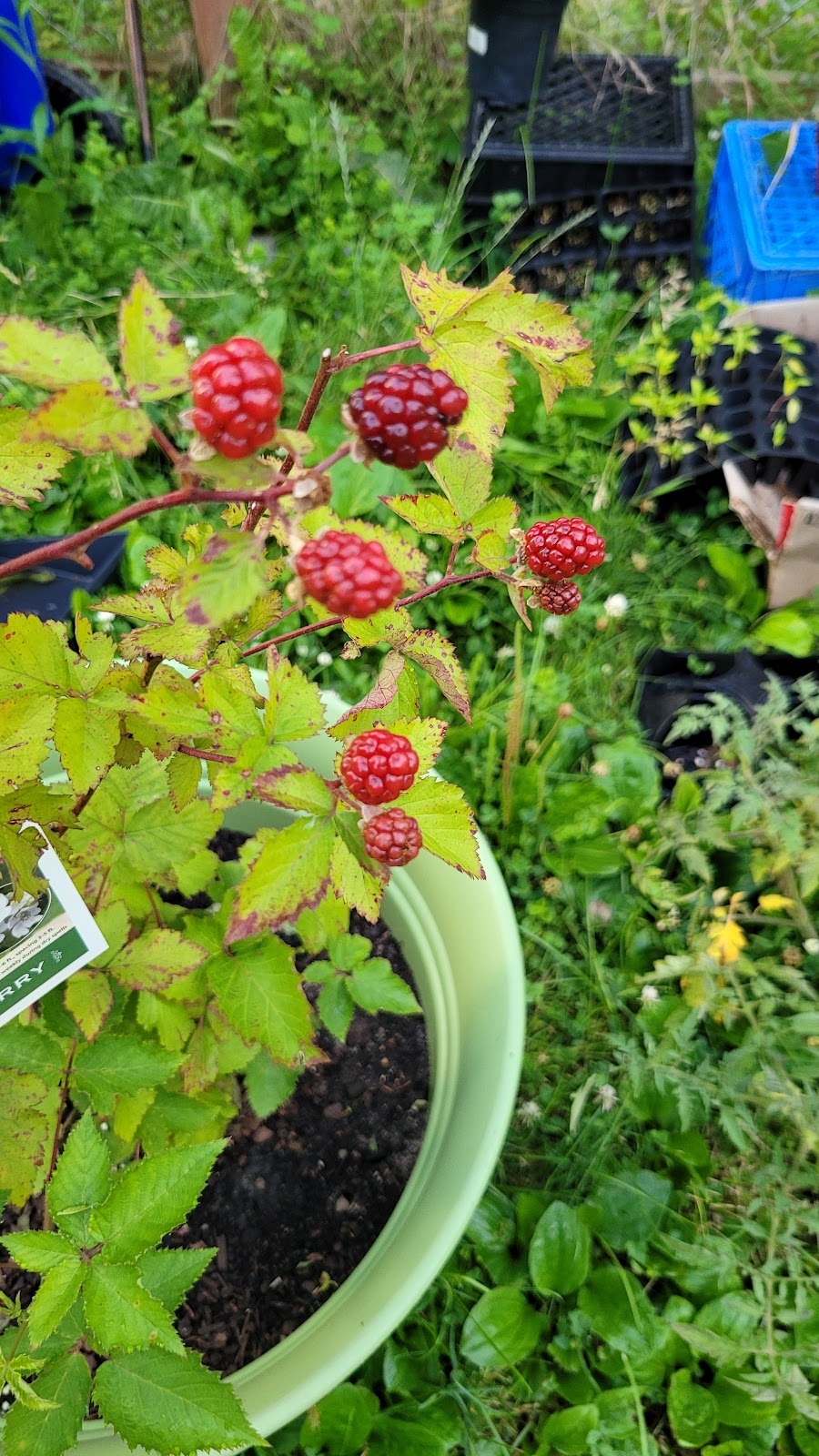 Small Ville Learning Farms | 5862 Malcolm St, Detroit, MI 48213, USA | Phone: (313) 721-8220