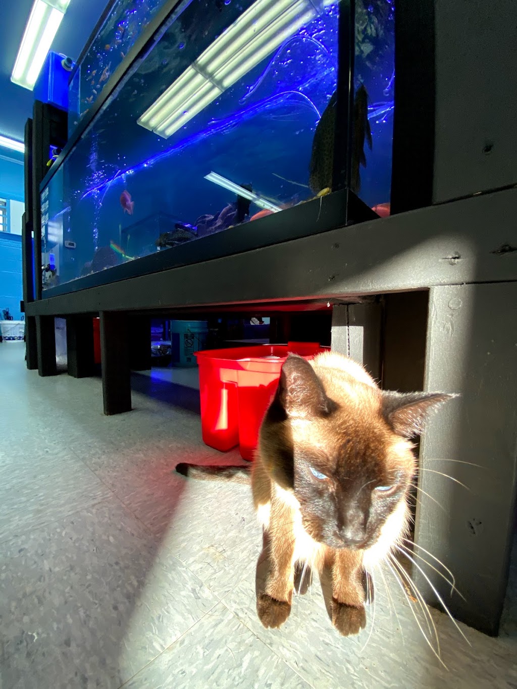 Lovely Pets Aquarium | 85 Summer St, Kingston, MA 02364, USA | Phone: (617) 786-1898