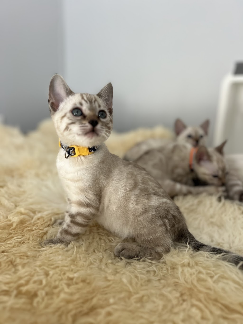 Wilderness Bengal Cats | 3933 161st Ave, Becker, MN 55308, USA | Phone: (612) 360-7147