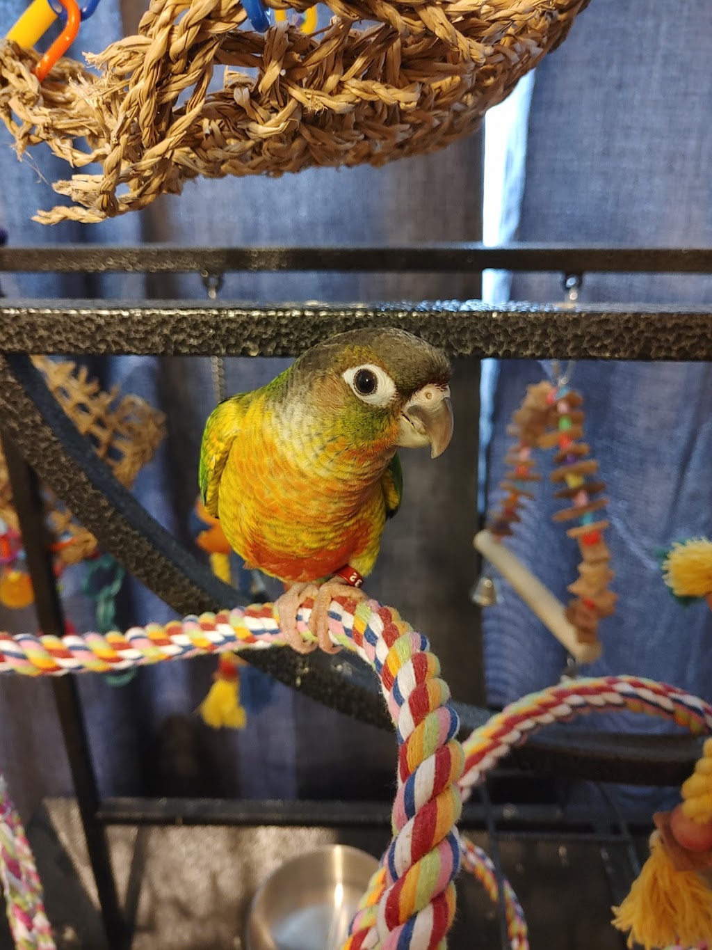 Bird & Reptile Connection | 2245 Providence Hwy # 4, Walpole, MA 02081, USA | Phone: (508) 668-0805