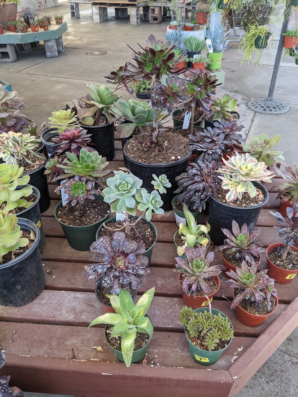 Mid City Nursery | 3635 Broadway, American Canyon, CA 94503, USA | Phone: (707) 642-4167