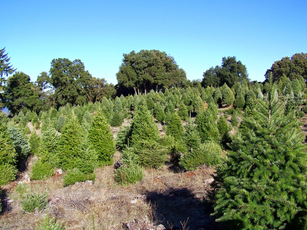 Crest Ranch Choose and Cut Christmas Tree Farm | 12200 Empire Grade, Santa Cruz, CA 95060, USA | Phone: (831) 423-8733