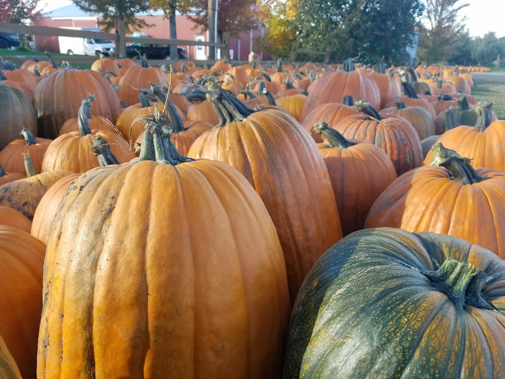 Peters Pumpkins & Carmens Corn | 12860 Old Brick Yard Rd, Shakopee, MN 55379, USA | Phone: (952) 906-0247