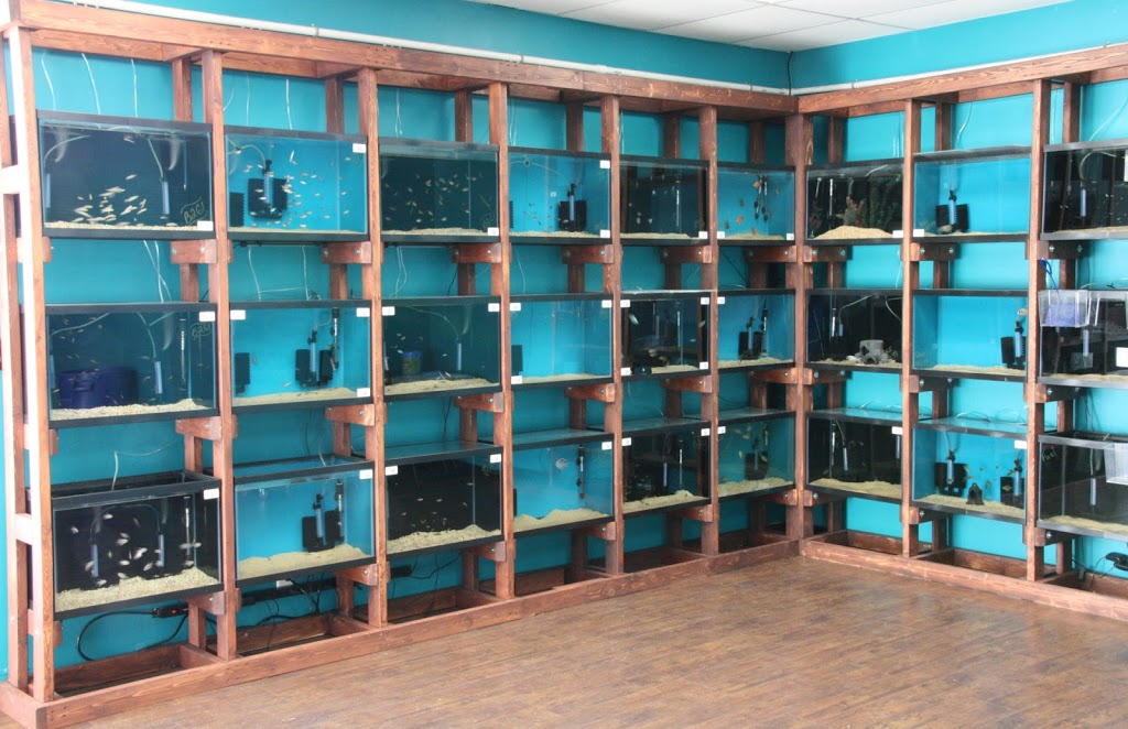 Clean Aquariums | 544 Rambow Dr, Monroe, MI 48161, USA | Phone: (734) 249-8065