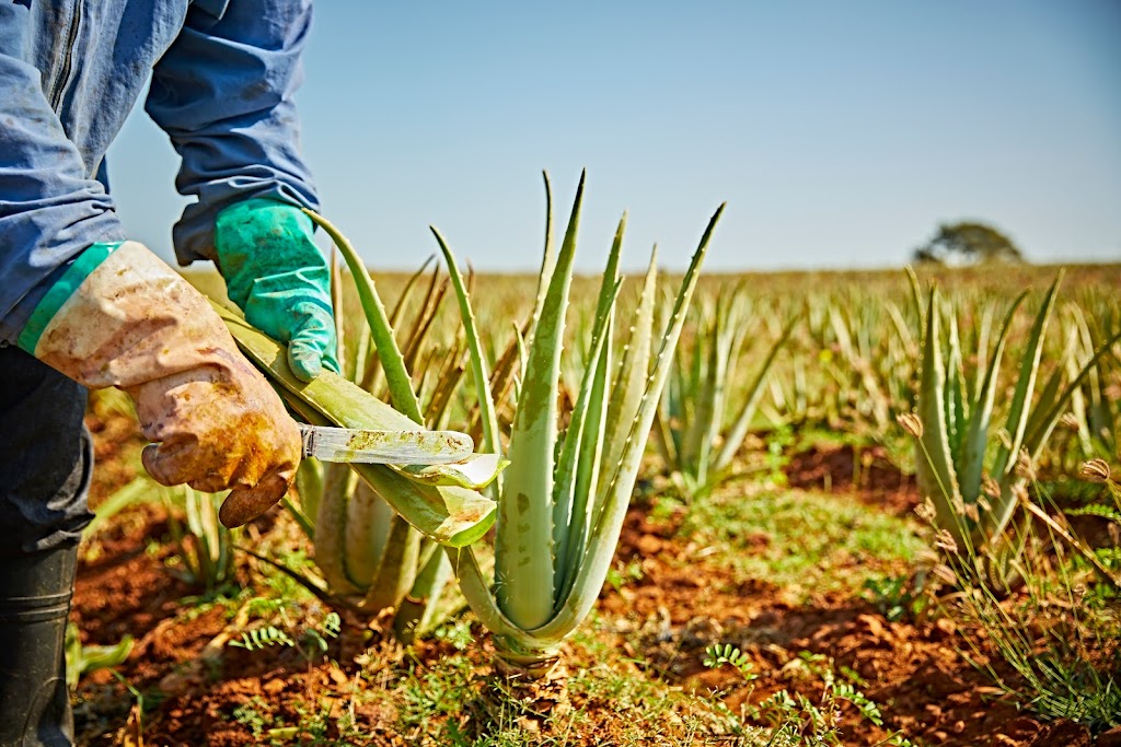 Forever Living Aloe Vera Products | 70 Dahill Rd, Brooklyn, NY 11218, USA | Phone: (646) 372-1182