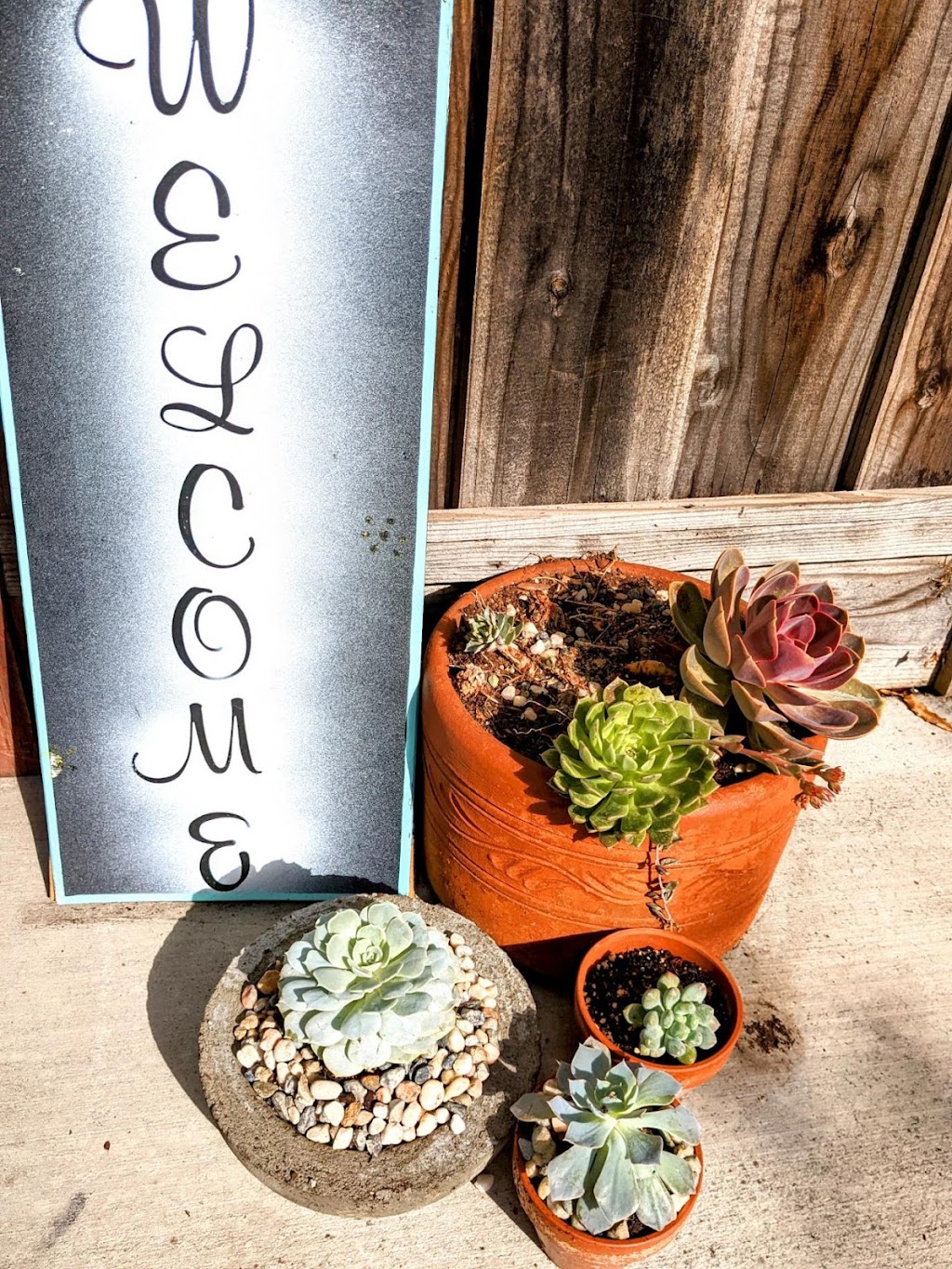 Season of Succulents | 1151 Warburton Ave, Santa Clara, CA 95050, USA | Phone: (408) 449-2654