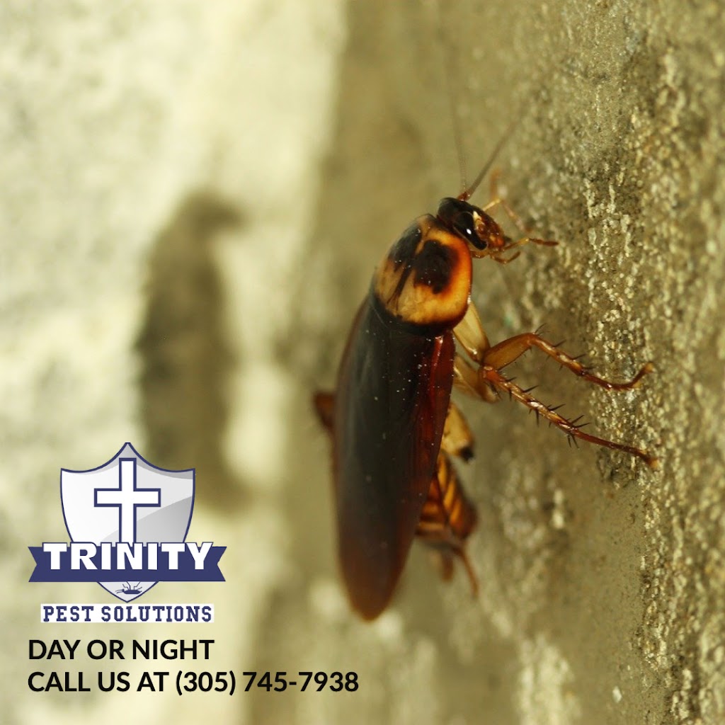 Trinity Pest Solutions | 100 NE 15th St Suite: 101-E, Homestead, FL 33033, USA | Phone: (305) 745-7938