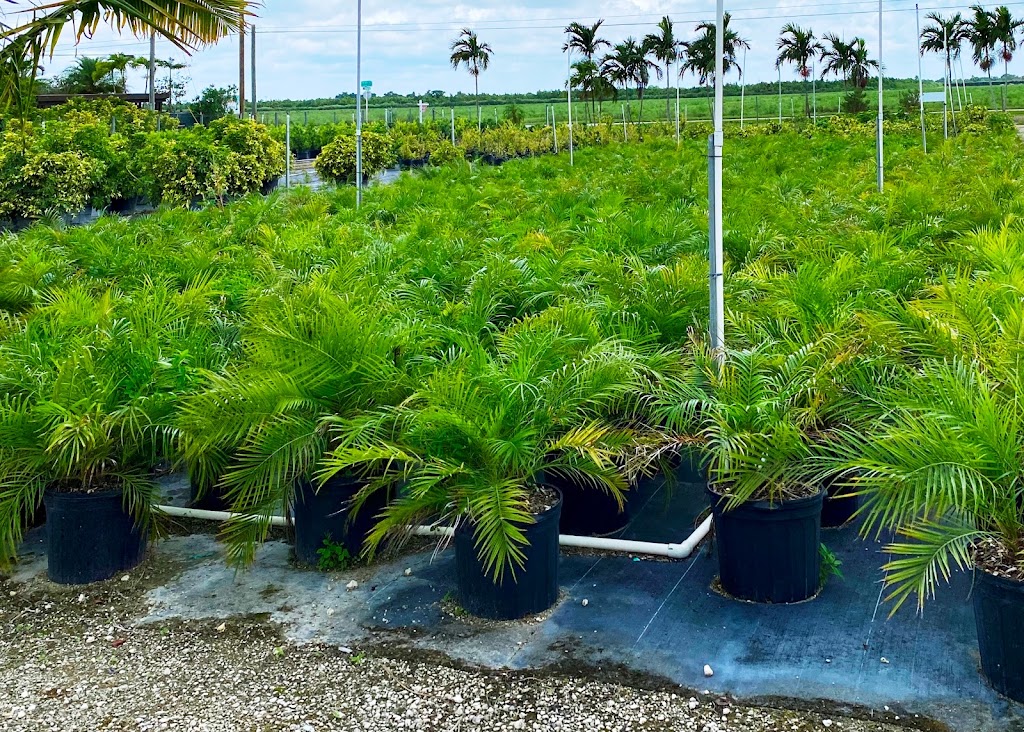 Eureka Farms Nursery | 16800 SW 184th St, Miami, FL 33187, USA | Phone: (305) 234-9588