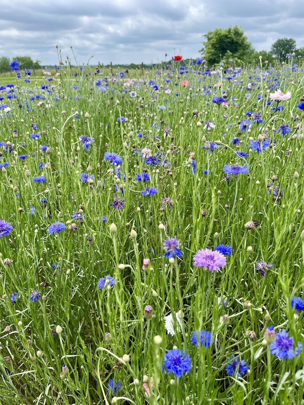 Chickapoo Farm-Country Escapes & Pick Your Own Gardens | 1167 Haley Rd, Shelbyville, KY 40065, USA | Phone: (502) 640-3033