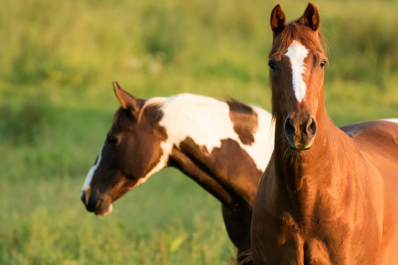 Felicity Farms Bed & Breakfast | 2075 Dutch Ridge Rd, Beaver, PA 15009, USA | Phone: (724) 775-0735