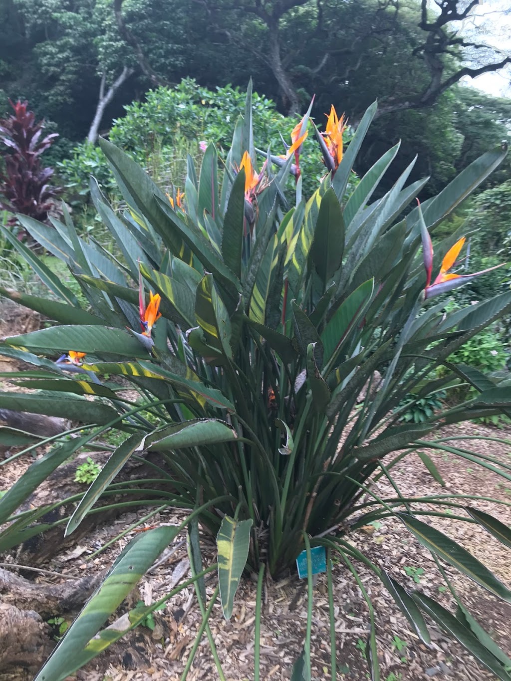 Waimea Botanical Garden | 59-864 Kamehameha Hwy, Haleiwa, HI 96712, USA | Phone: (808) 638-7766 Waimea Botanical Garden | 59-864 Kamehameha Hwy, Haleiwa, HI 96712, USA | Phone: (808) 638-7766