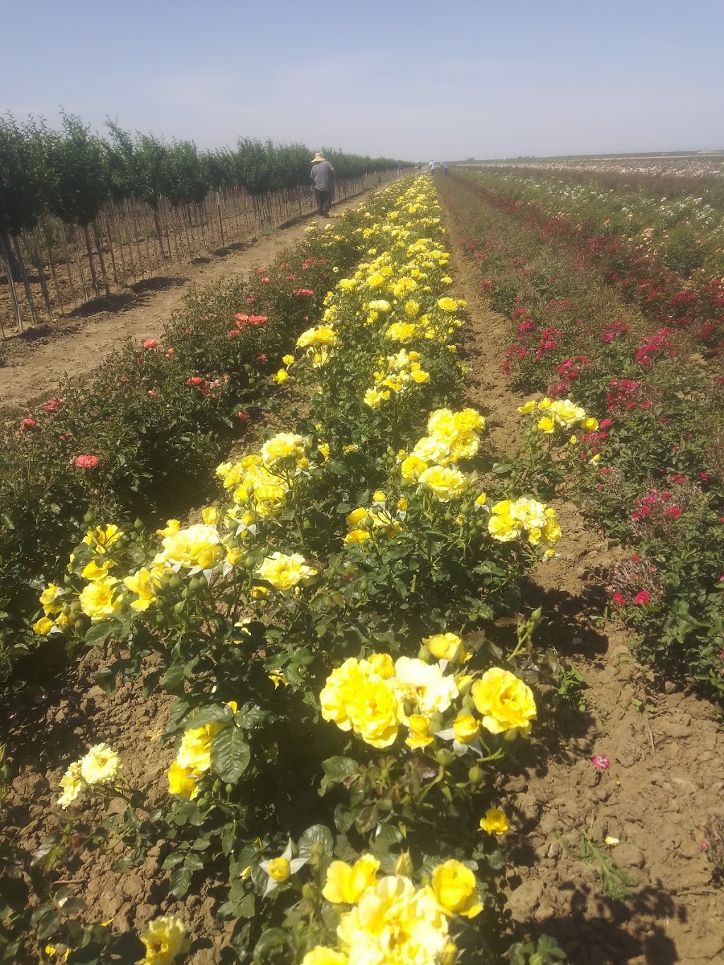 Weeks Roses | 30135 McCombs Rd, Wasco, CA 93280, USA | Phone: (661) 758-5821