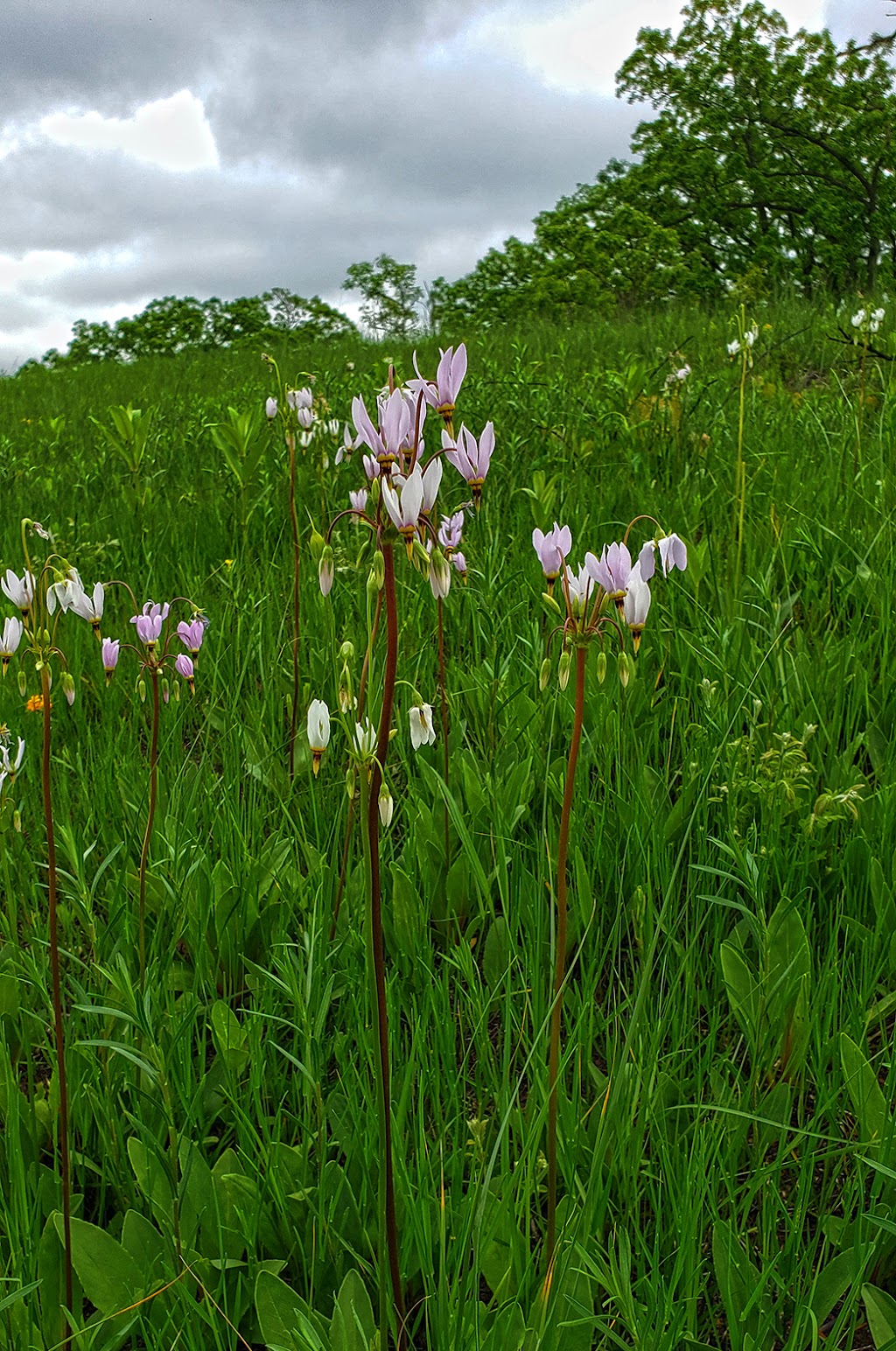 Empire Prairies Westport Drumlin State Natural Area | Waunakee, WI 53597, USA | Phone: (888) 936-7463