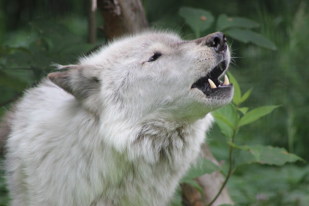 Wolf Exhibit | Anchorage, AK 99507, USA | Phone: (907) 346-2133