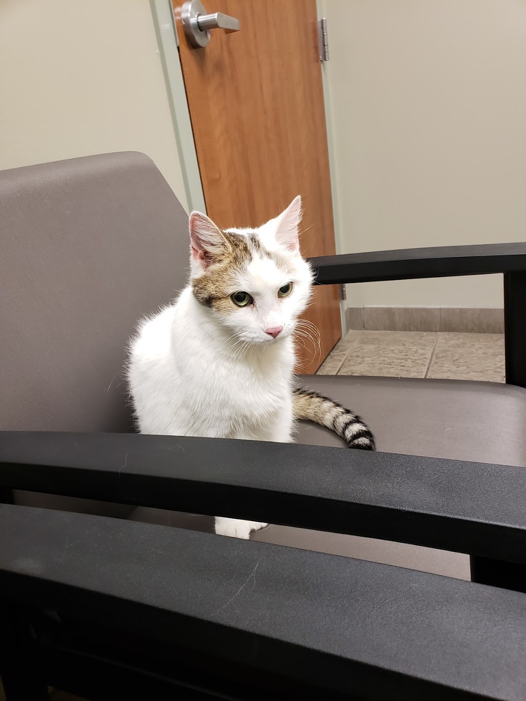 Town & Country Animal Clinic | 3000 Genesee St, Buffalo, NY 14225, USA | Phone: (716) 896-2424