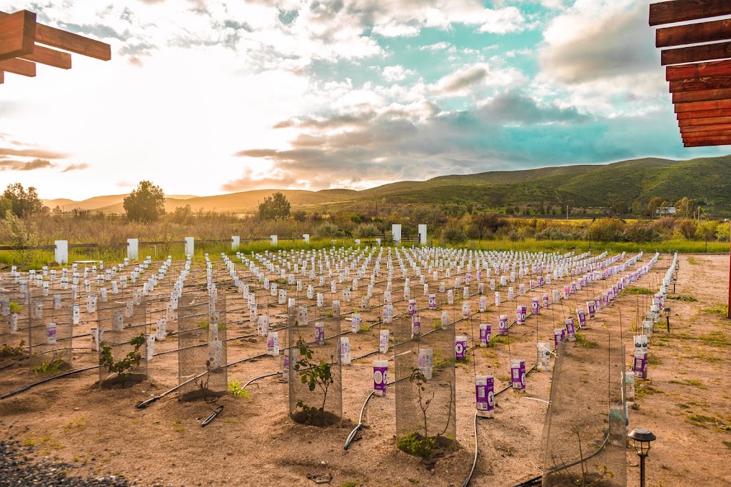 Finca Magnolia Valle de Guadalupe | 22766 Ensenada, Baja California, Mexico | Phone: 664 368 9971