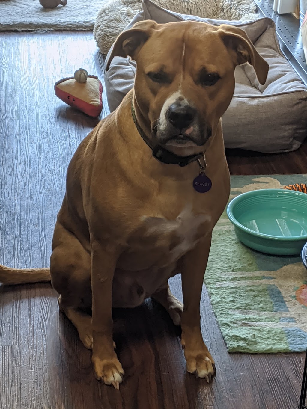 Hollywood Feed | 2170 FM 423 Suite 200, Little Elm, TX 75068, USA | Phone: (469) 535-3905