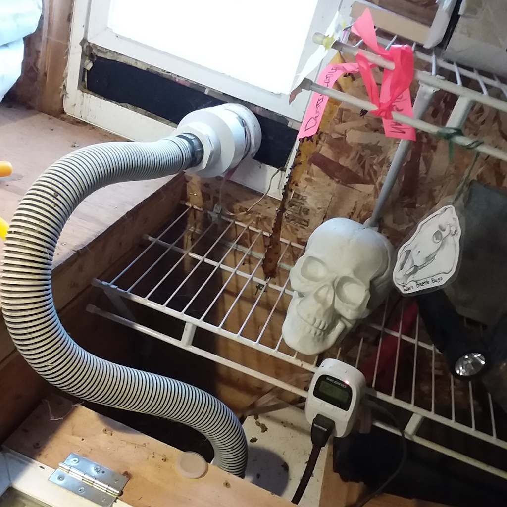 Talias Beetle Bugs | 3544 View St, Bakersfield, CA 93306, USA | Phone: (661) 332-2099