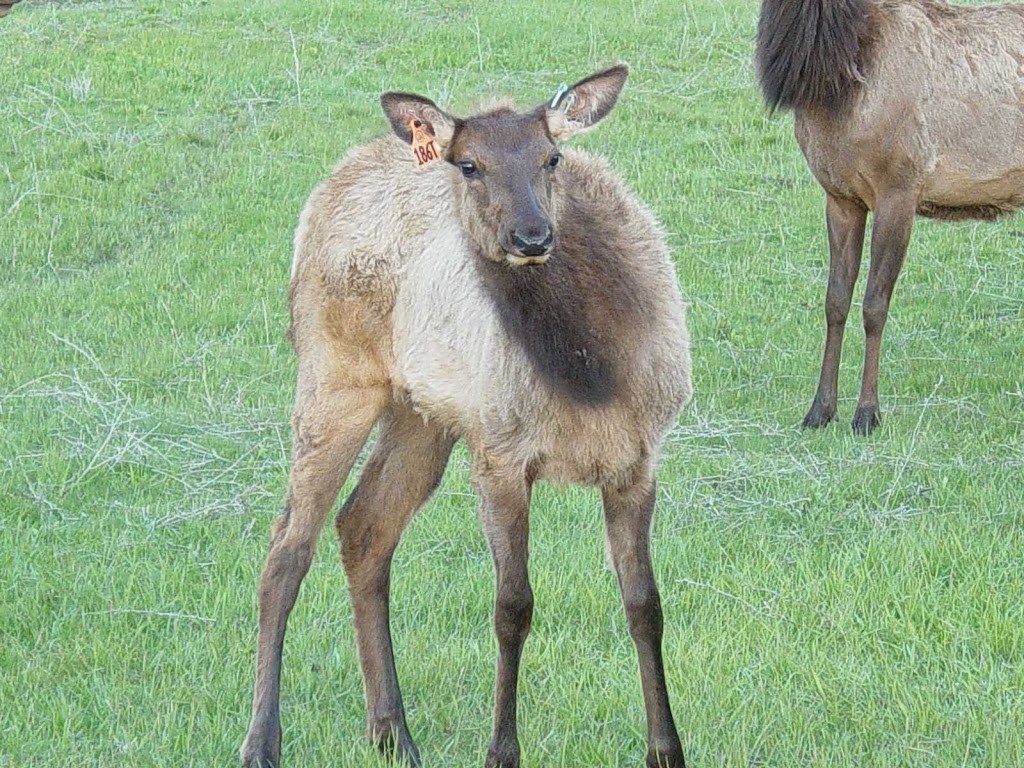 Timber Butte Elk Ranch | 104 Brownlee Rd, Horseshoe Bend, ID 83629, USA | Phone: (208) 789-0493