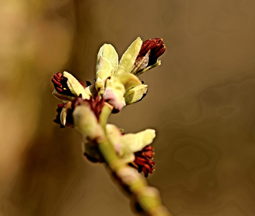 Black Swamp Nature Center | 753 Fairground Dr, Paulding, OH 45879, USA | Phone: (419) 399-4771