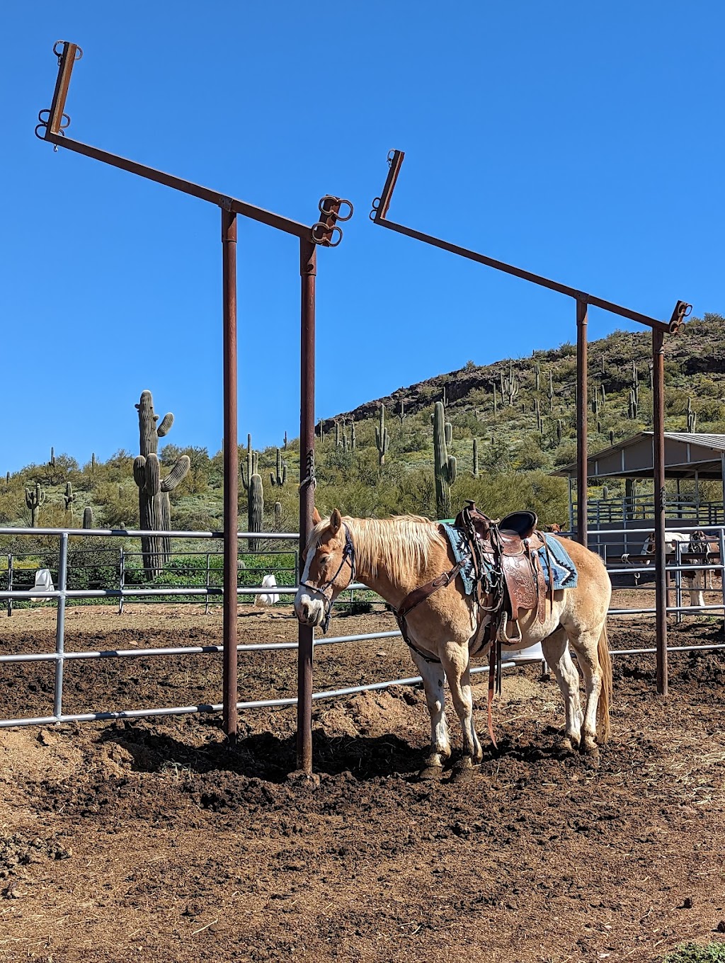 MTM Ranch Horseback Adventures | 43001 N Spur Cross Rd, Cave Creek, AZ 85331, USA | Phone: (480) 488-4538