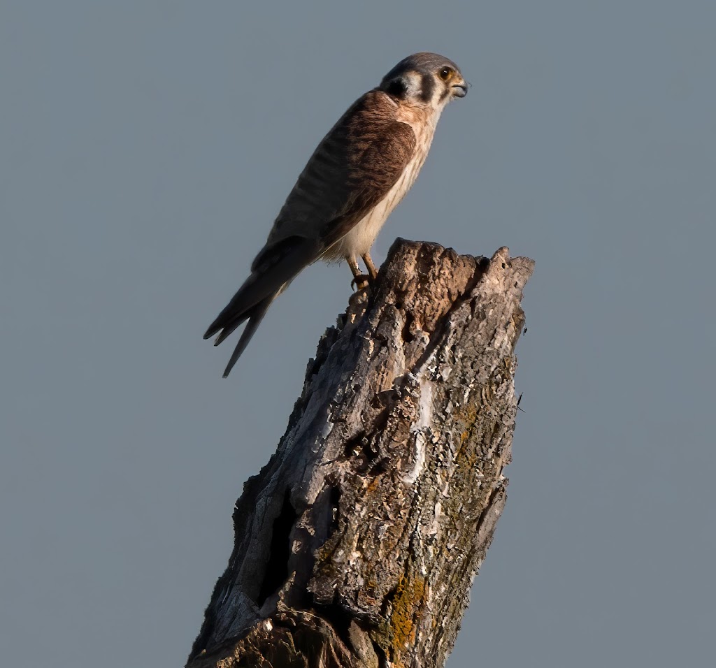 Belwin Conservancy: Stagecoach Prairie | 825 Stagecoach Trail S, Afton, MN 55001, USA | Phone: (651) 436-5189