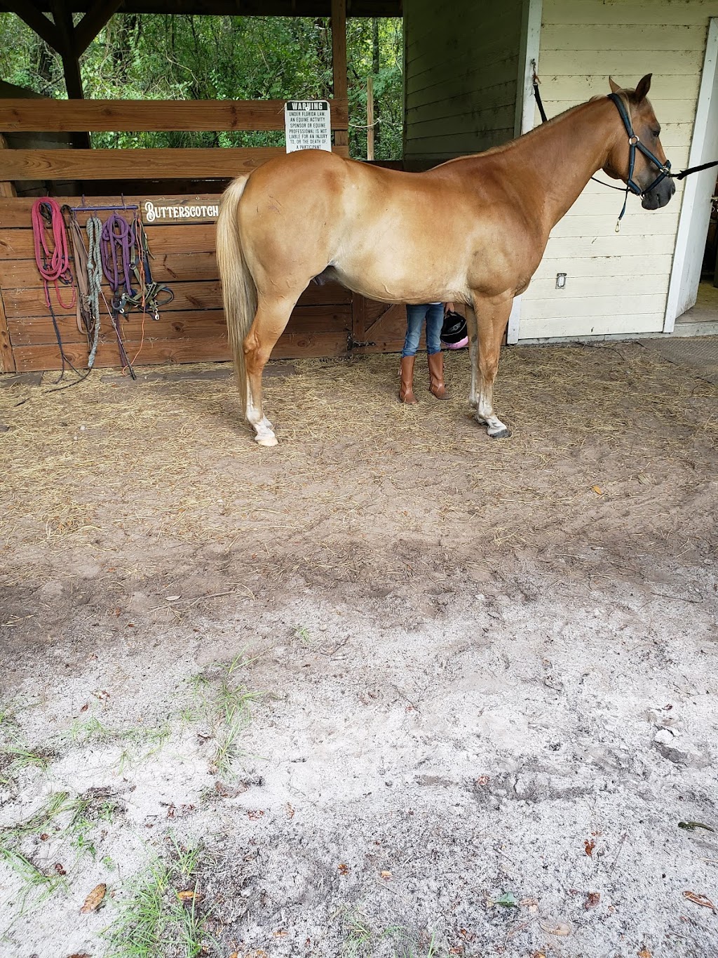 Coopers Creek Horseback Riding Lessons | 3183 Russell Rd, Green Cove Springs, FL 32043, USA | Phone: (330) 419-0875