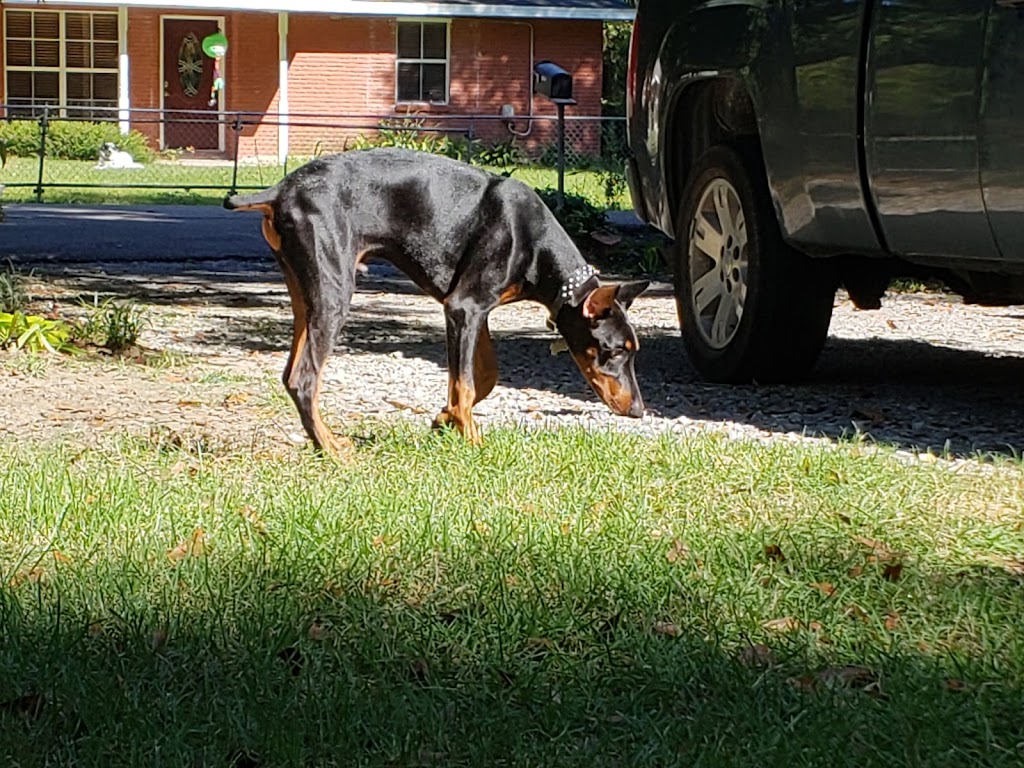 Leonard Animal Hospital | 409 Carroll St, Picayune, MS 39466, USA | Phone: (601) 749-7415