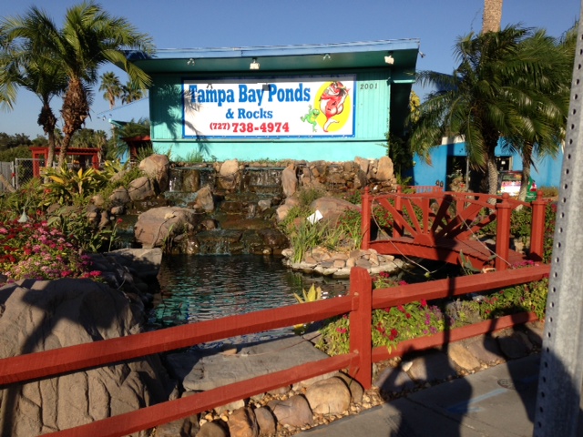 Tampa Bay Ponds & Rocks | 2001 Bayshore Blvd, Dunedin, FL 34698, USA | Phone: (727) 614-8091