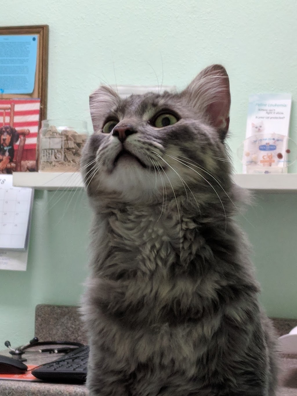 Fountain Valley Animal Hospital | 311 Main St, Colorado Springs, CO 80911, USA | Phone: (719) 392-4213