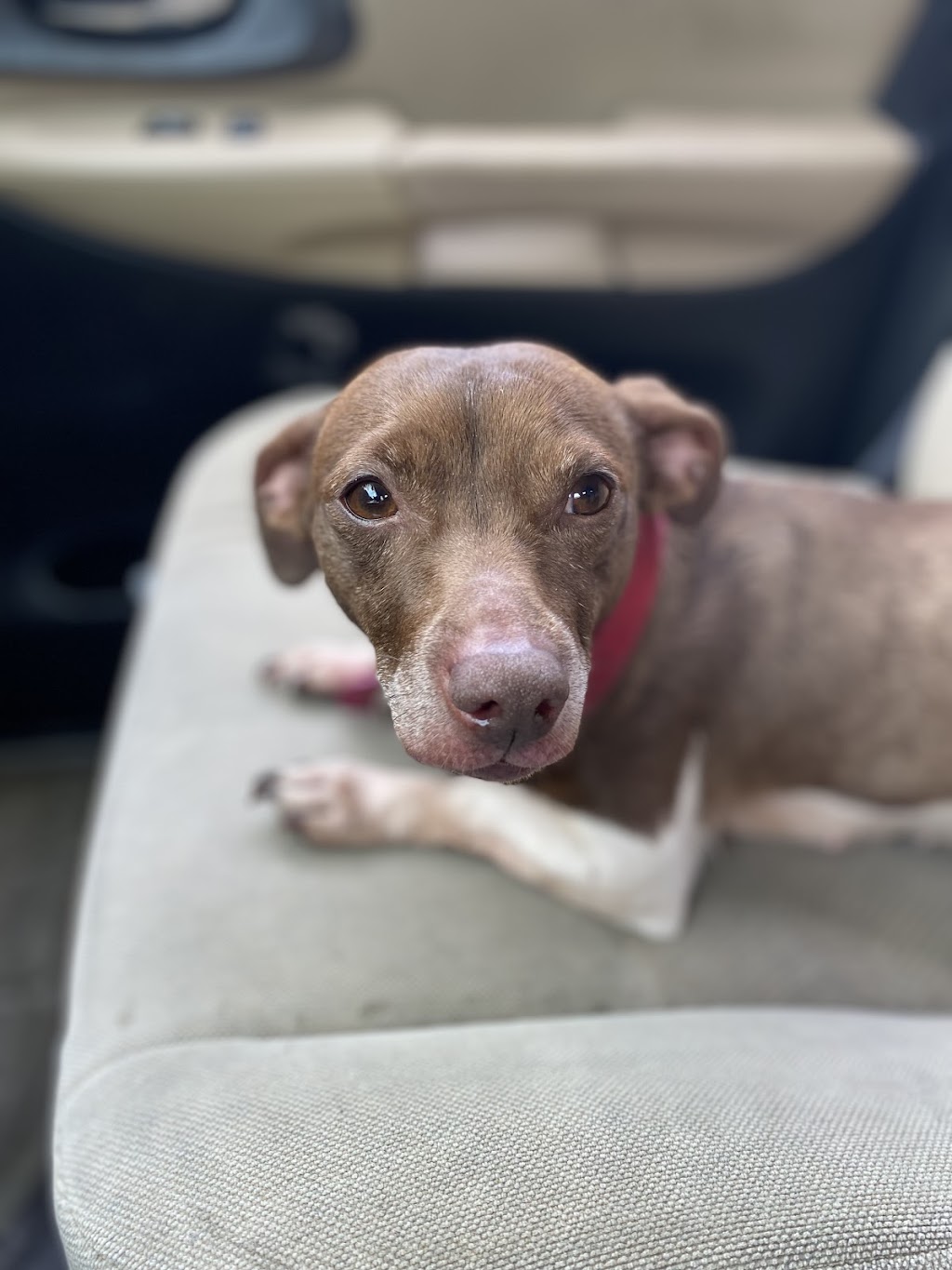 Henderson Animal Care | 1001 E Main St, Wauchula, FL 33873, USA | Phone: (863) 773-4047