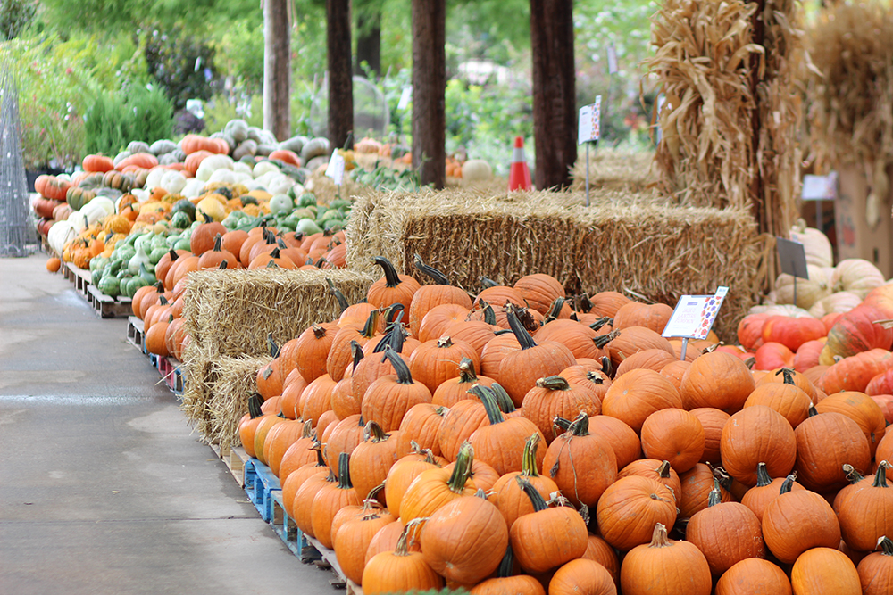 Calloways Nursery | 1601 Dallas Dr, Denton, TX 76205, USA | Phone: (940) 591-8865